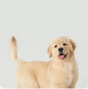 Advanced Typography and Text Editing Capabilities