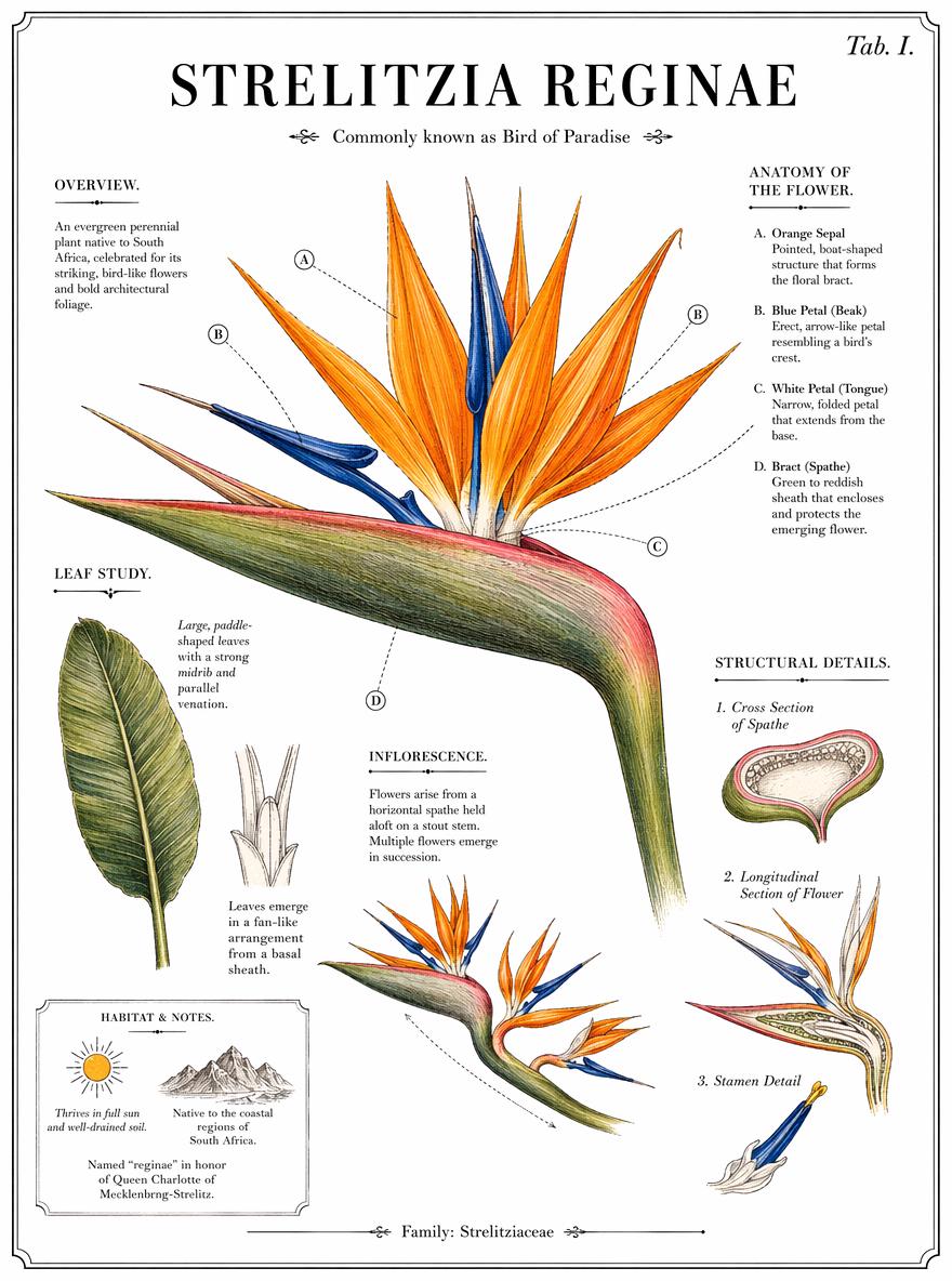 A Detailed Botanical Illustration Showcases The Vibrant Bird Of Paradise Flower Highlighting Its Anatomy Leaf Structure And Habitat