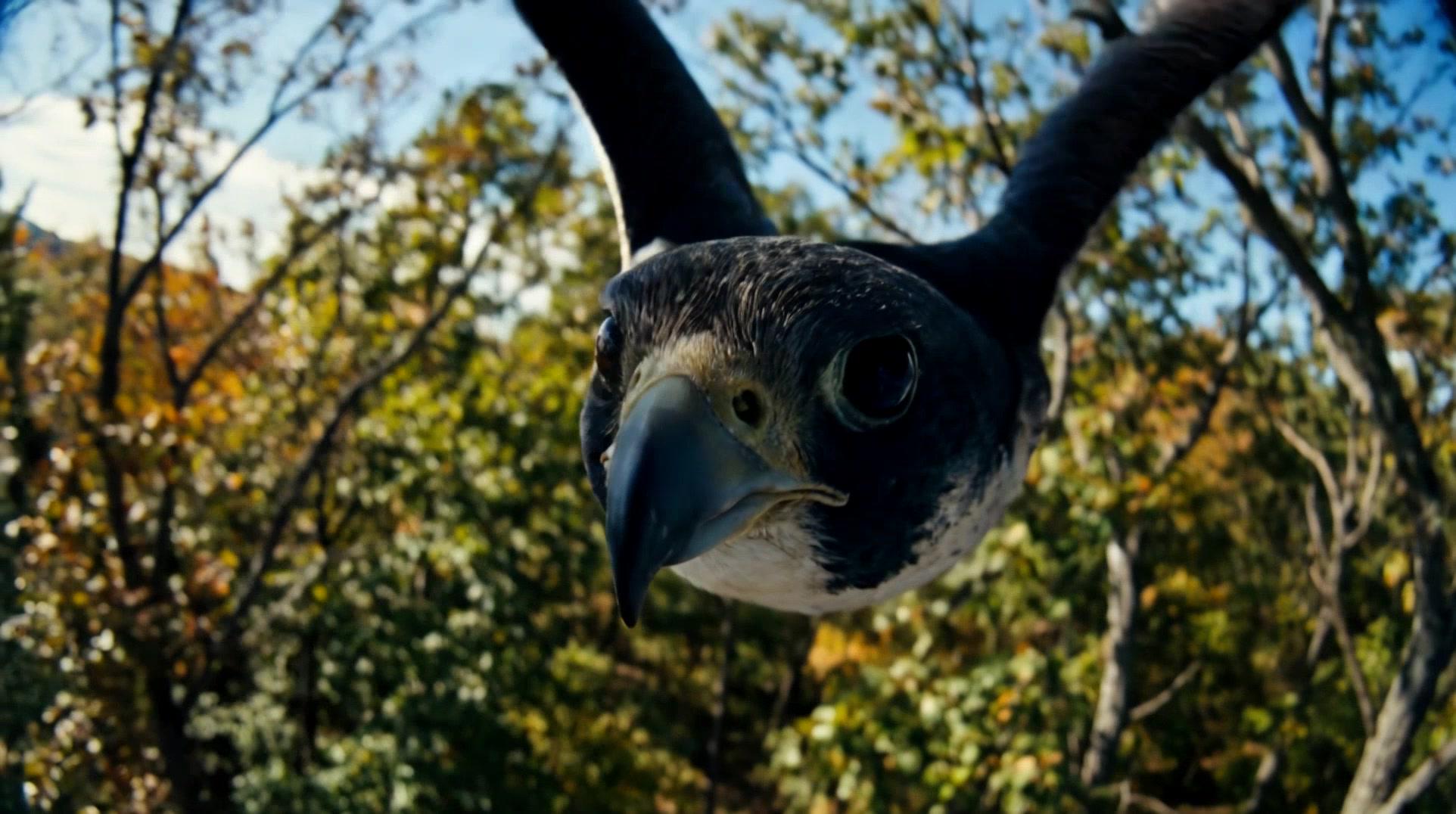 Kling Showcase 23 before