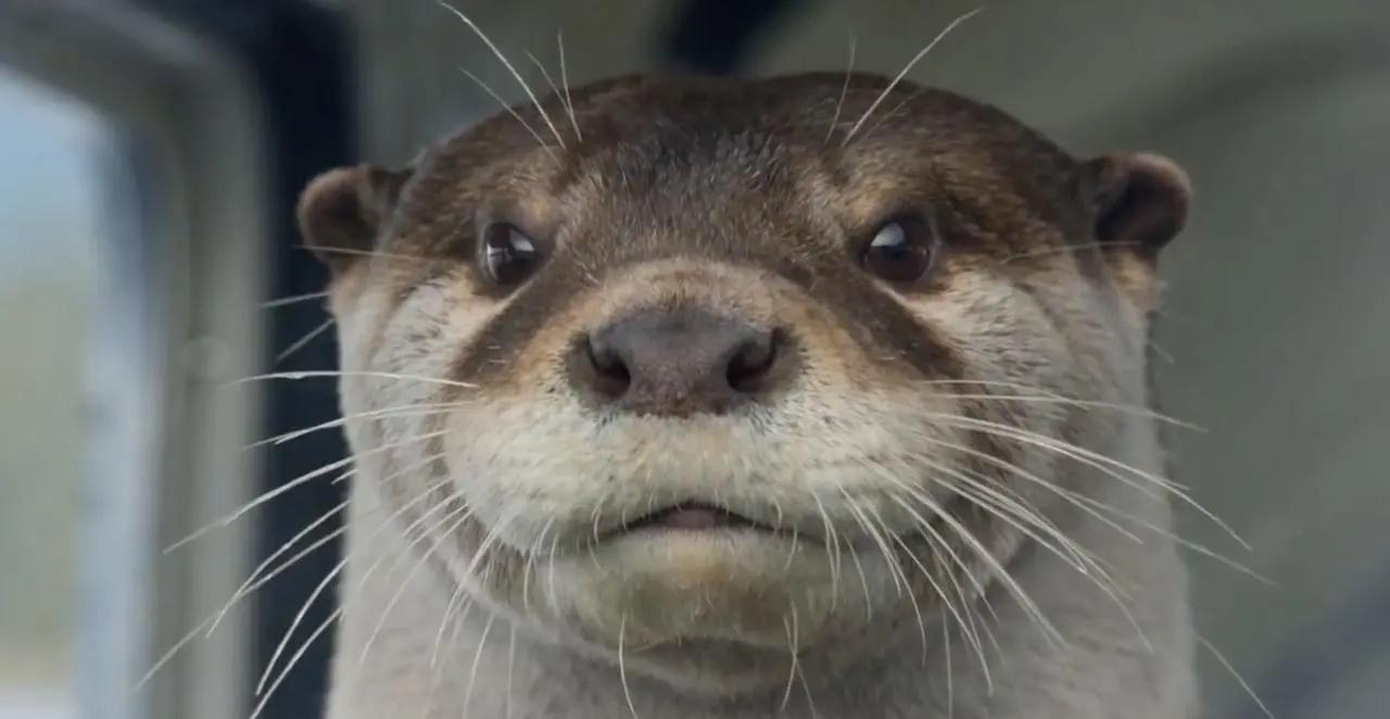 Seedance 2.0 Showcase 4